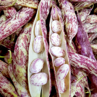 국산 호랑이콩 건조 울타리 매화 혼합강낭콩 500g 1kg 2kg