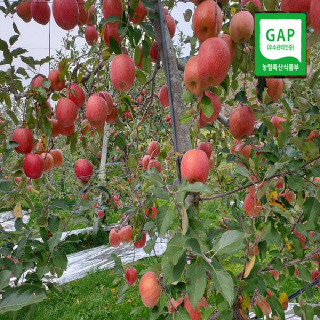 [파인토피아] 봉화 고랭지 산사과 부사 2.5kg 9-10과 GAP 중대과