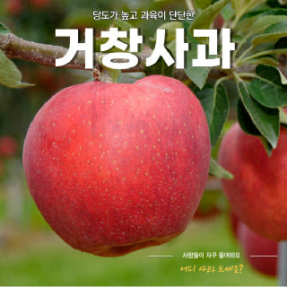 [거창군농협]거창 한입사과 24년 가정용 햇사과 부사 1.4kg*2봉(1+1, 총2.8kg)