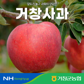 [거창군농협]거창 한입사과 25년 햇 아오리 홍로 가정용 1.4kg*2봉(1+1, 총2.8kg)