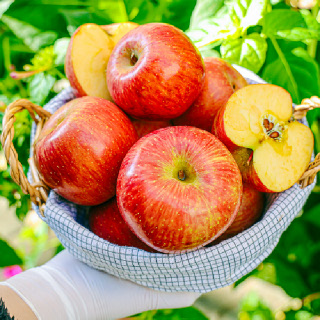 믿고 먹는 경북 사과 정품 가정용 부사 꿀사과 