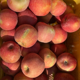 국내산 사과 부사 가정용 소과~대과 (1kg~10kg)(박스포함중량) [P]