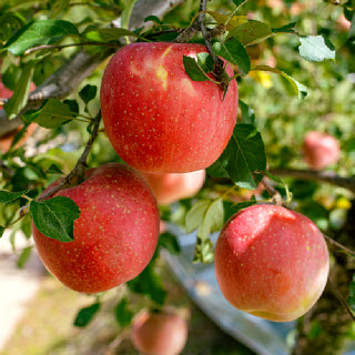 [푸른들] 경북사과 A급 가정용 부사 3kg 중과 15-17과