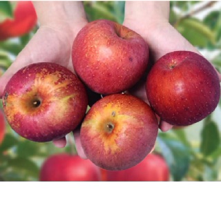 [거창APC]거창 실속형 못난이사과 2kg