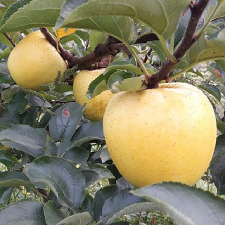 [음성장터] 껍질째 먹는 사과 시나노골드 10kg