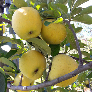 [음성장터] 껍질째 먹는 사과 시나노골드 5kg