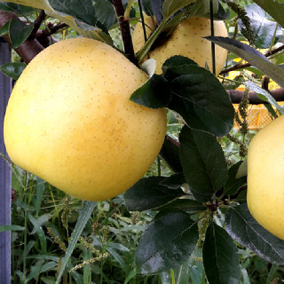 [음성장터] 시나노골드 10kg (흠, 못난이, 들쭉날쭉)