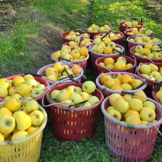 [GB] 국내산 사과 시나노골드 가정용 2kg~5kg