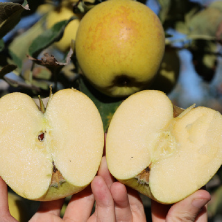 경북 사과 시나노골드 2kg/4kg (소~중대과)