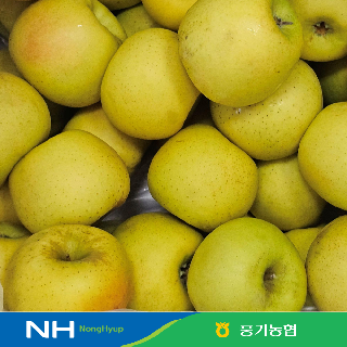 [경북농협/풍기] 풍기 시나노골드 사과 3.5kg(14-16과)