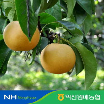 [익산원예농협] 고당도 신고 배 5kg 가정용 김장용  6-14과