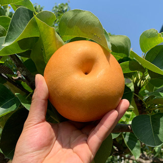 햇 나주 신고 배 가정용 3kg 5kg