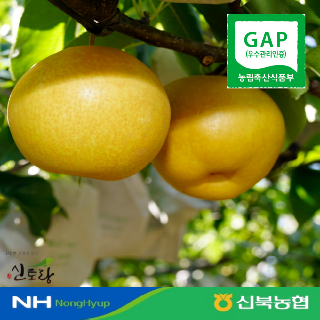 [신북농협 Peak!] 영암군 GAP 햇 신고배 가정용 5kg
