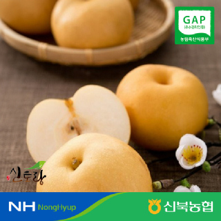 [신북농협 Peak!] ★연말특가★영암군 GAP 햇배 신고배 가정용 5kg