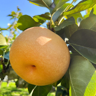 국내산 가정용 나주 배 3kg/5kg(중~특대)