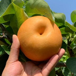 [산해직송] 나주 신고 나주배 3kg 5키로 햇배 흠집 가정용