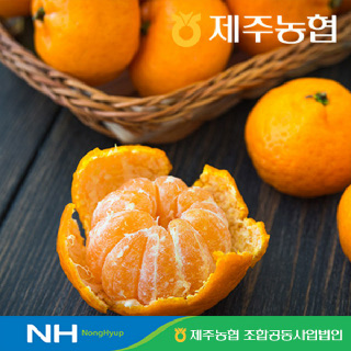 [14brix] 제주농협 귤로장생 명품 고당 노지감귤 4.5kg 로얄과(2S-M)