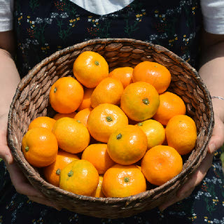 [델푸릇] 25년 감귤 제주 프리미엄 효돈 노지 하우스 제철감귤 가정용 고당도 산지직송 고품질 5kg