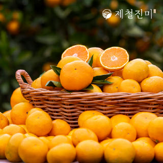 제철진미 제주 햇 노지감귤 제주햇귤 로열과 9kg (S-M)