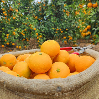 제주 노지감귤 4.5kg 로얄과