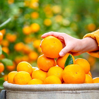 제철진미 제주 햇 노지감귤 제주햇귤 중대과 9kg (L-2L)