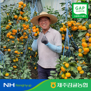 [제주감귤농협] 황금알 하우스귤 2.5kg(소과/로얄과/대과)