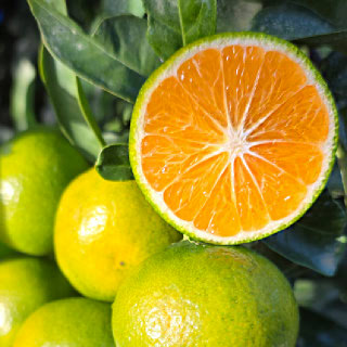 [제주직송] 25년 첫 수확! 새콤달콤 가정용 극조생 노지감귤  2kg 4.5kg 9kg