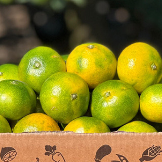 [오늘신선] 갓 수확한! 제주 조생 타이백 감귤 2.5kg~9kg