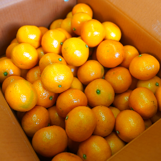 ★25년 첫출하★ 제주 햇살받아 더 달콤한 조생 타이벡농법 감귤 9KG 한박스