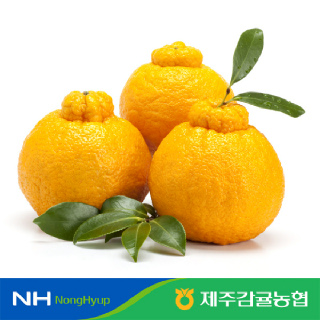[제주감귤농협] 한라봉 가정용 2kg(8-12입)