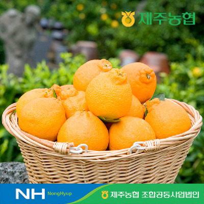 [제주농협] 귤로장생 한라봉4.5kg 선물세트(10-15입)+가방