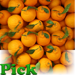 [신북농협 Pick!](선물가방포장!)제주직송 선물용 한라봉 1.8kg~