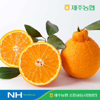 [제주농협]귤로장생 한라봉 2kg 소과(10-15입)