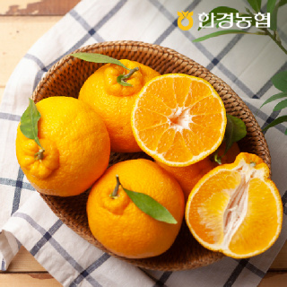 [한경농협] 제주 한라봉 2kg 중과(7~9과)
