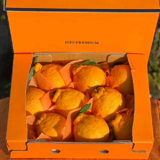 [오늘신선] 제주직송 한라봉 선물세트 2.5kg/4.5kg