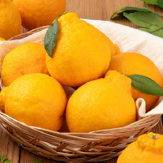 국내산 한라봉 5kg 중대과