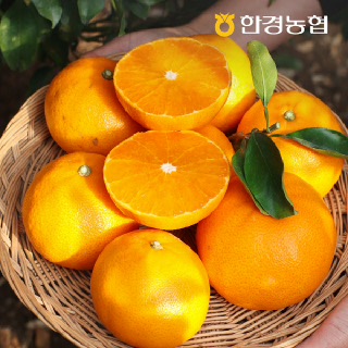 [한경농협] 제주 천혜향 4kg 중과(20 ~ 26과)