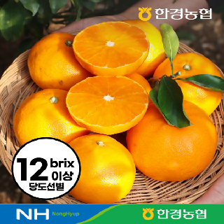 [제주한경농협] 12brix 고당도 천혜향 2kg 로얄과