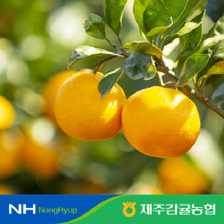 [제주감귤농협] 달콤한 천혜향 가정용 2kg 9-14입 #특가