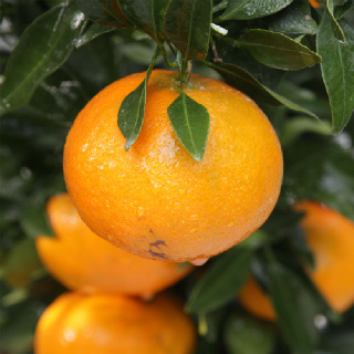 제주 가정용 레드향 3kg/5kg(박스포함중량) [P]