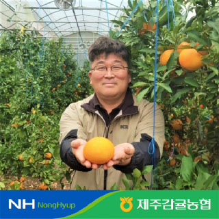 [제주감귤농협] 레드향 선물세트 2.5kg(9-13입) 4.5kg(12-22입)