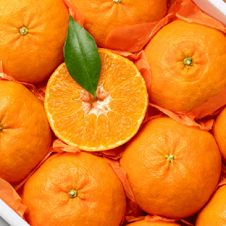 제철진미 제주 햇 고당도 레드향 서귀포 산지직송