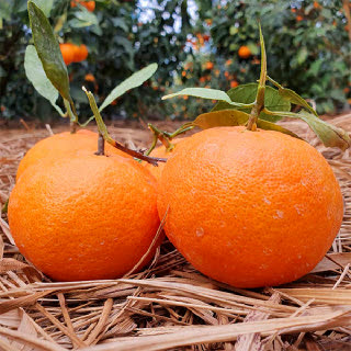 늘푸른 제주 레드향 2.5kg 중과