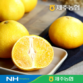 [제주농협]귤로장생 황금향 4kg 로얄과(12-20입)
