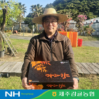 [제주감귤농협] 카라향 가정용 1.8kg(11-22입)