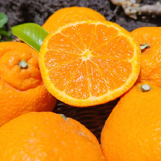 늘푸른 제주도 카라향 2.5kg 대과