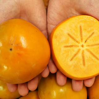 아삭아삭 햇 단감 부유 차량 상서 2.5kg 5kg 대과