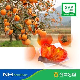 [신북농협 Peak!] 후숙제 증정!! 영암 황토 GAP 대봉시 홍시 5kg/10kg