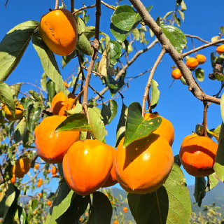 [어그리몬]청청구례 고당도 대봉 10kg