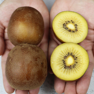 달콤한 제주 골드키위 20입 특대 점보